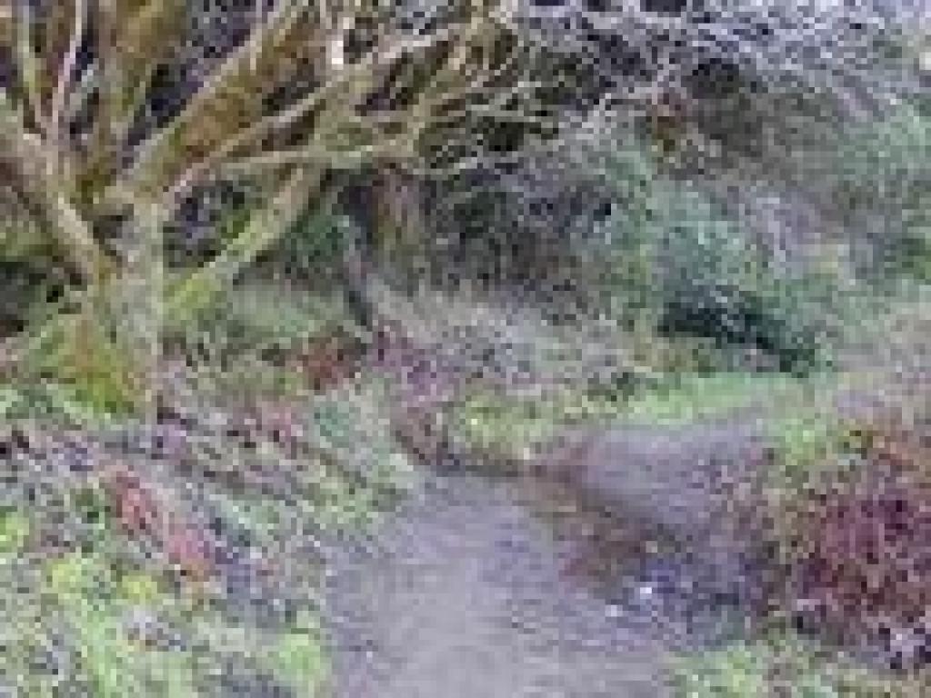 Creeklet