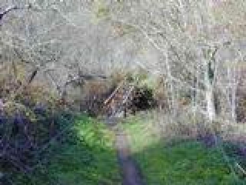 Bridge