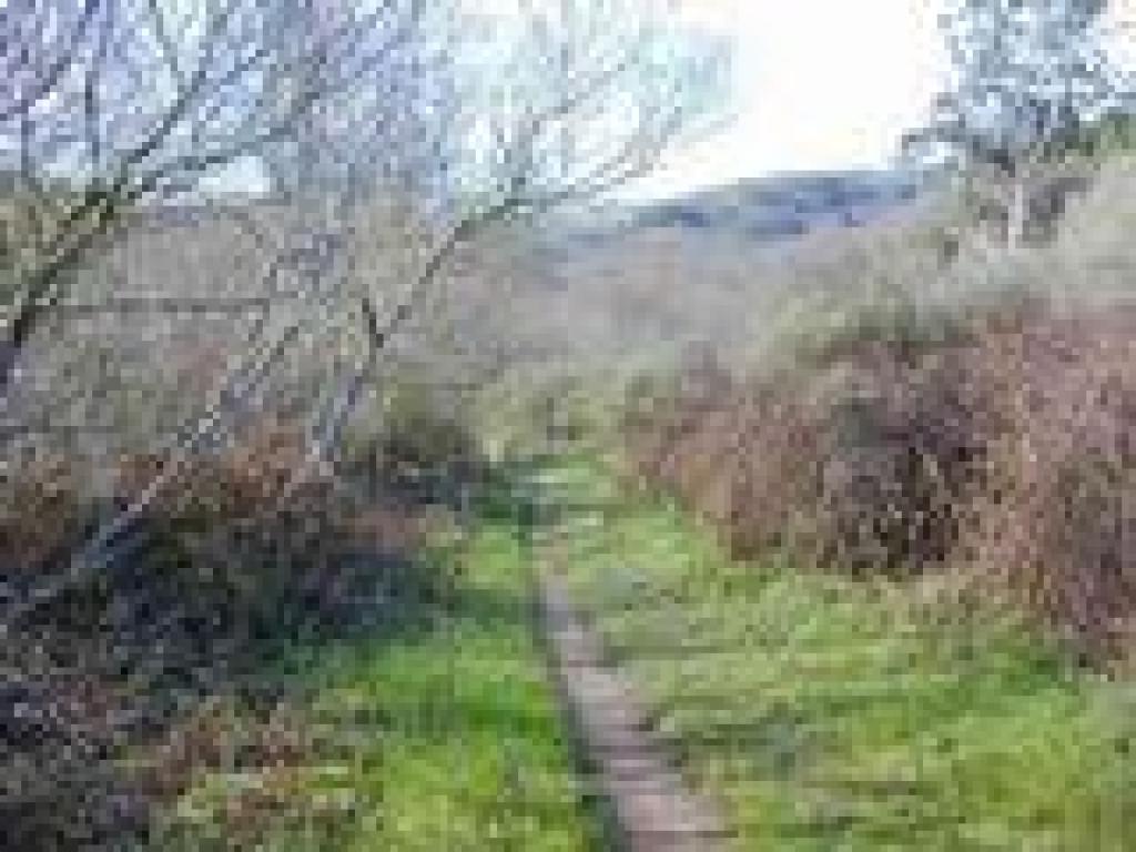 Redwood Creek Trail