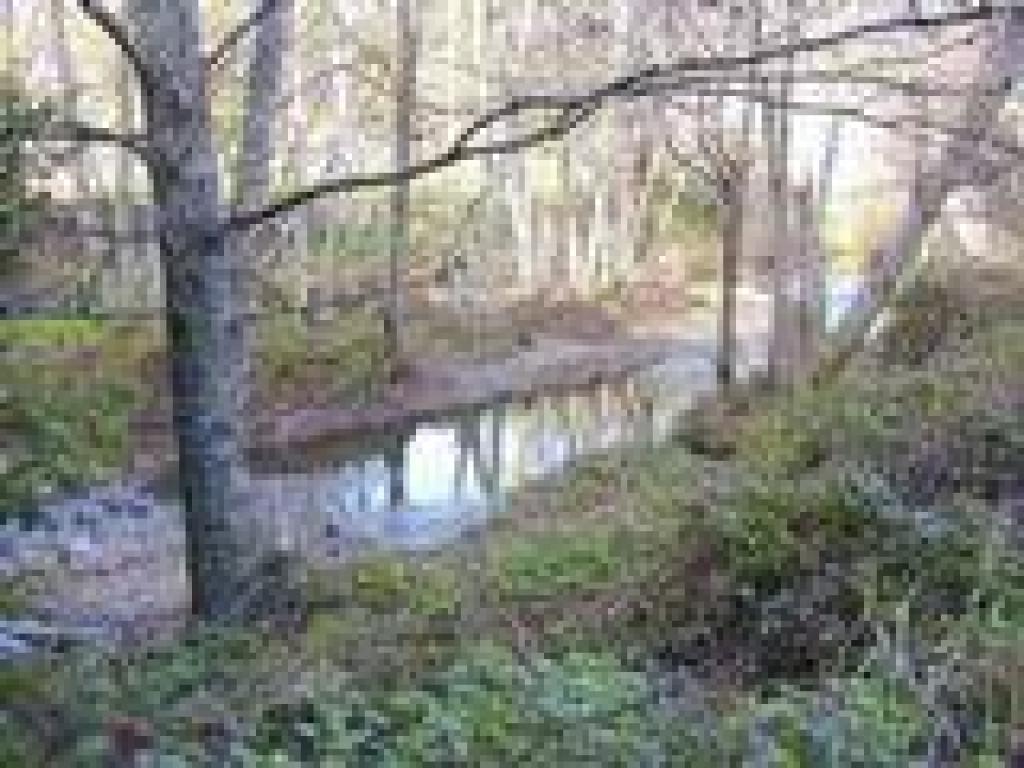 Redwood Creek