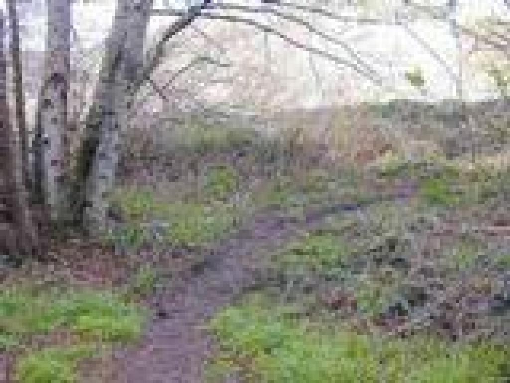 Path heads toward the road