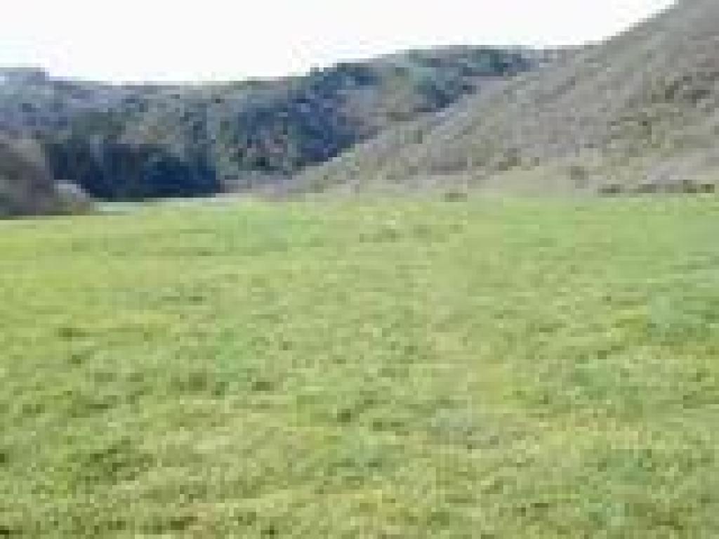 Meadow