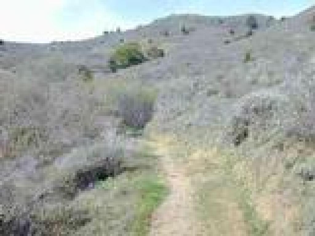 Sagebrush lines the trail