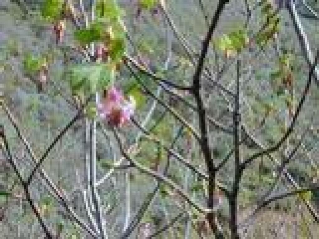 Currant