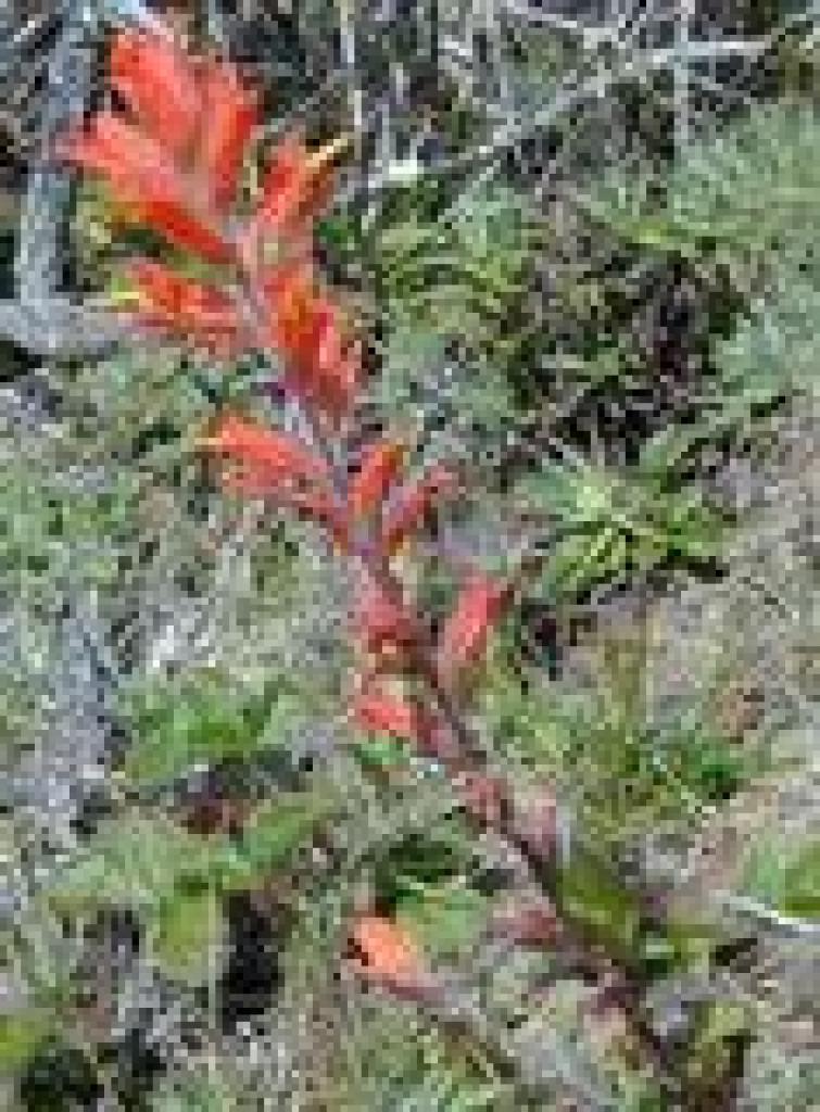 Paintbrush
