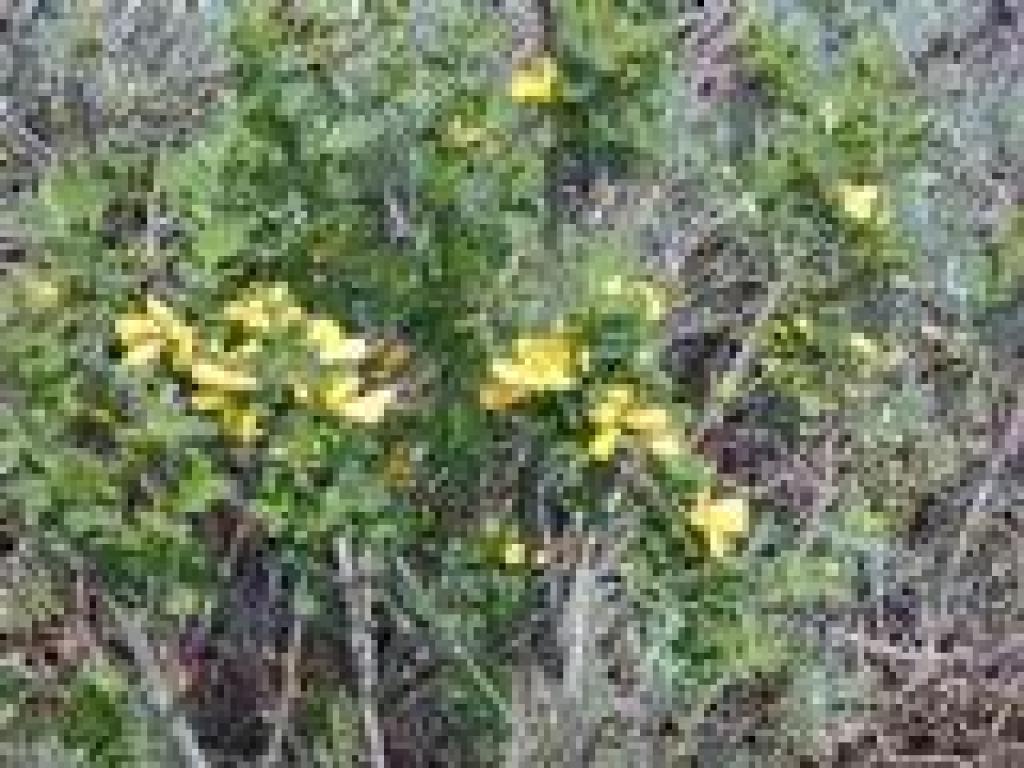 Broom