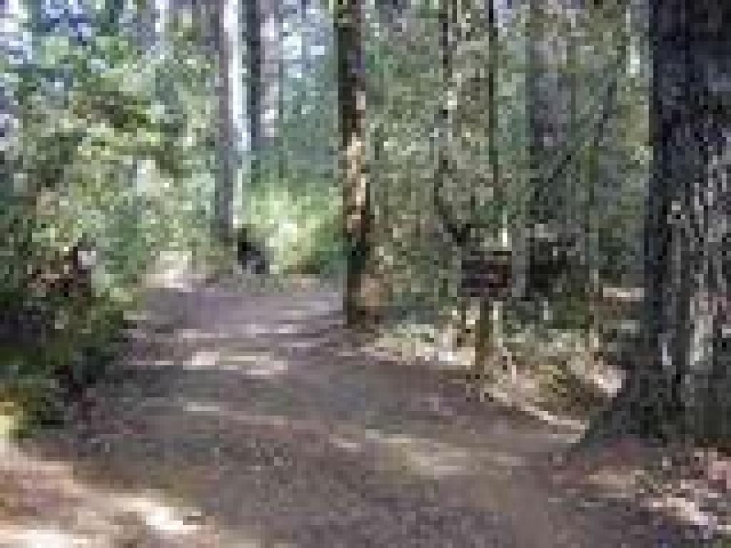 Another Dipsea junction