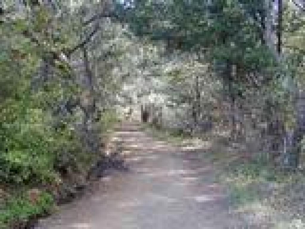 Brief wooded stretch