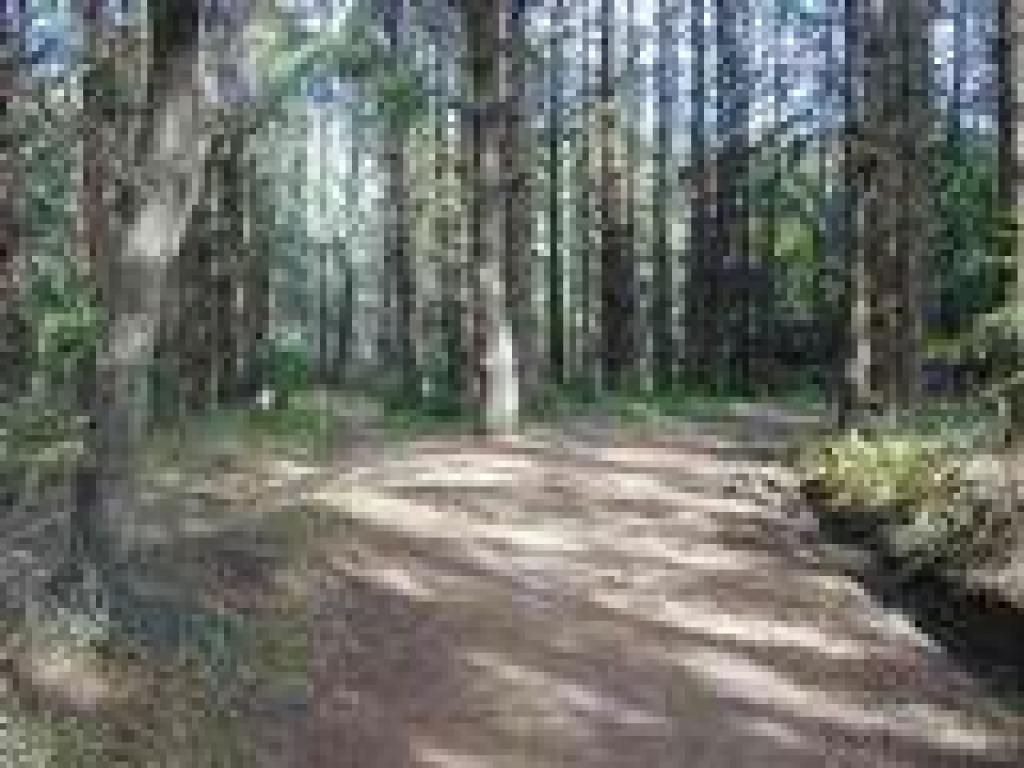 Last Dipsea junction