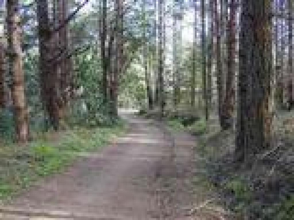 Woods