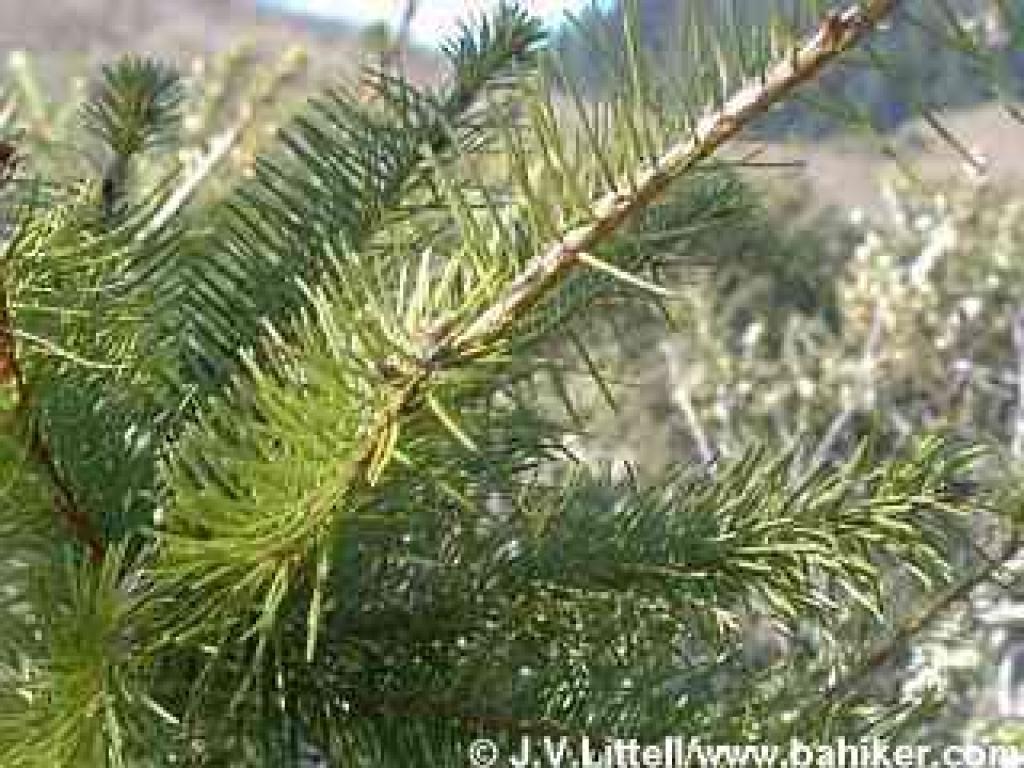 Douglas fir photo