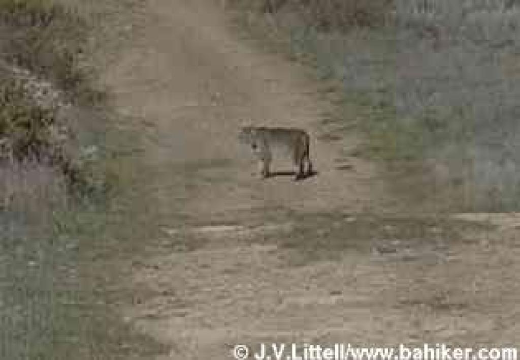Photo of a large bobcat, Coastal Tral, Mount Tamalpais