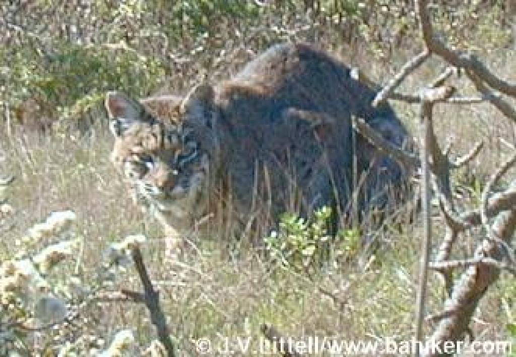 Bobcat on Mount Tam