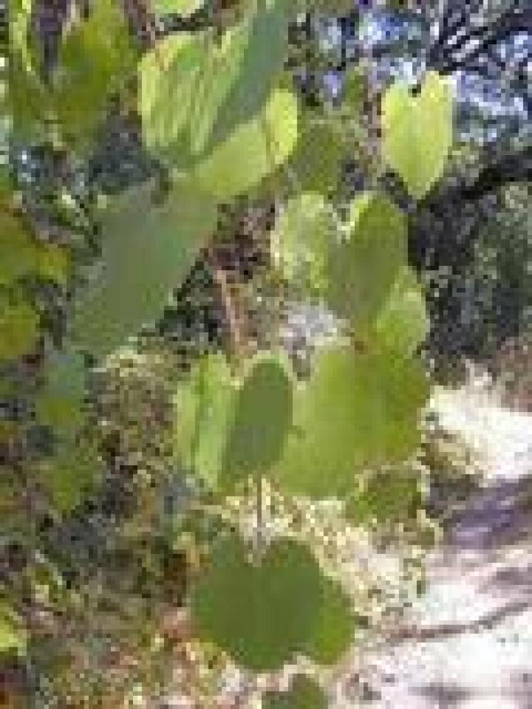 Wild grape
