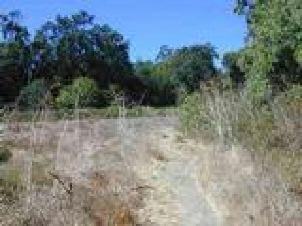 Meadow lined with valley oaks