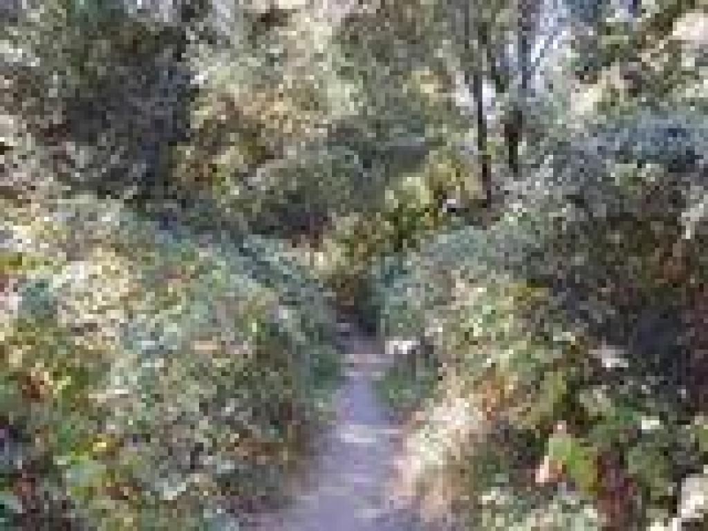 Heading into the woods