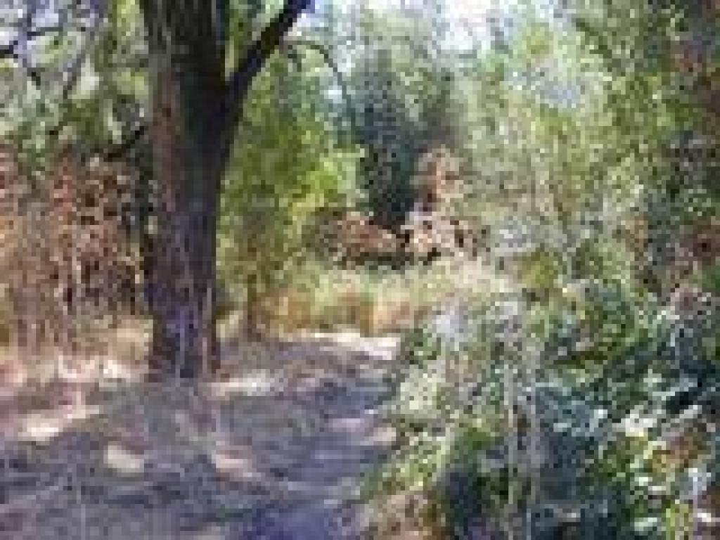 Winding trail