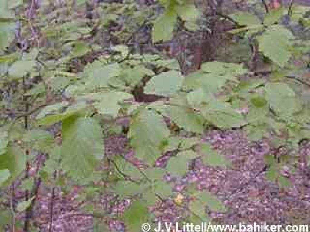 Hazelnut photo