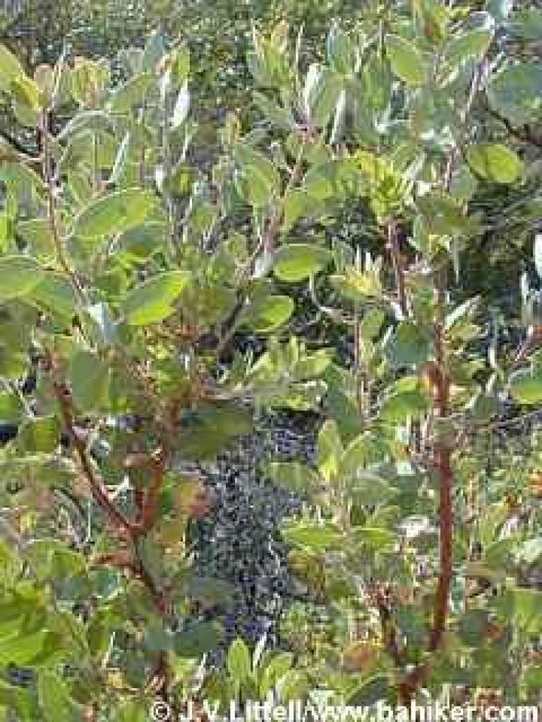 Manzanita in summer