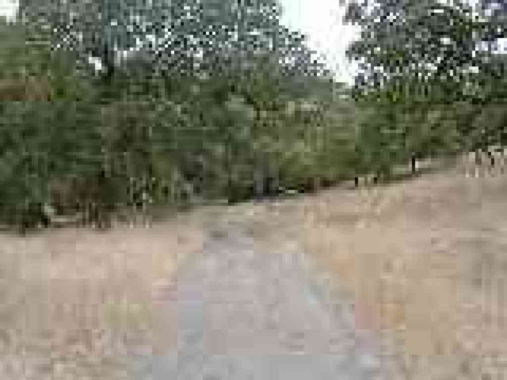 Trail