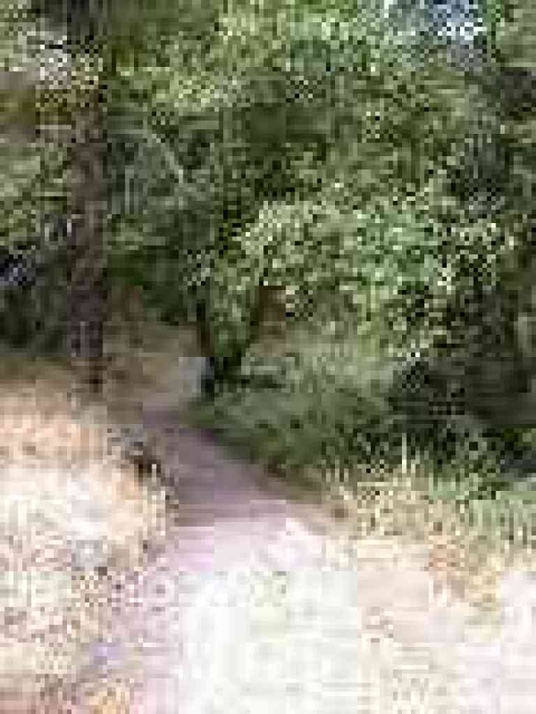 Crossing a creek