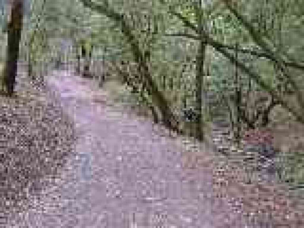 Asceding along the creek