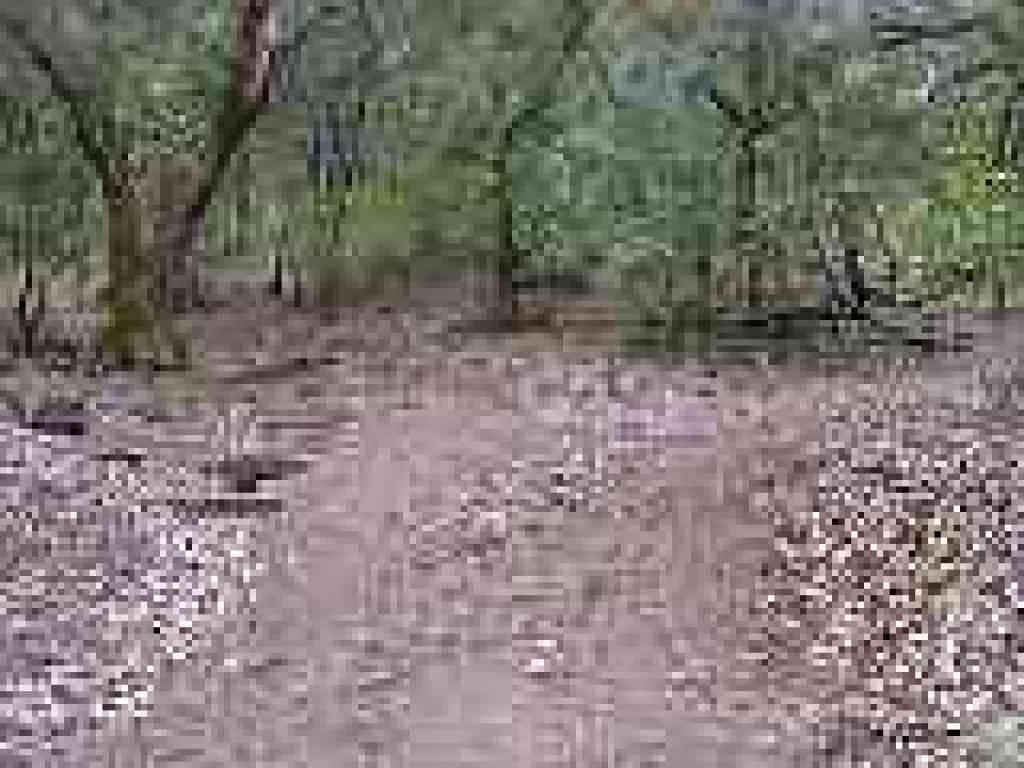 Split; trail rerouting area