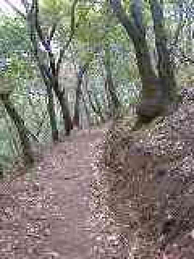 New trail