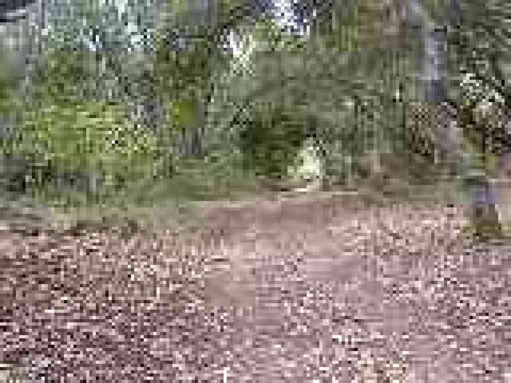 Back on old trail