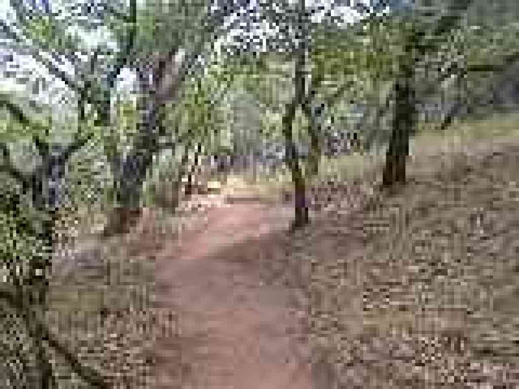 Trees thin a bit