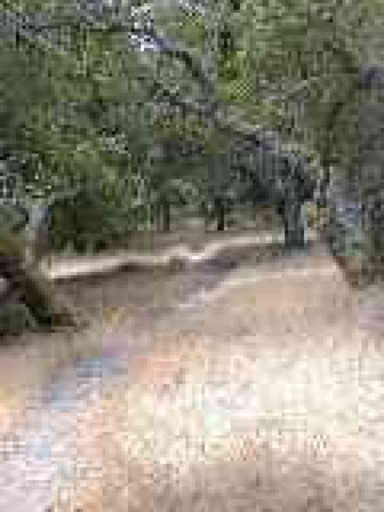 Grass in the understory