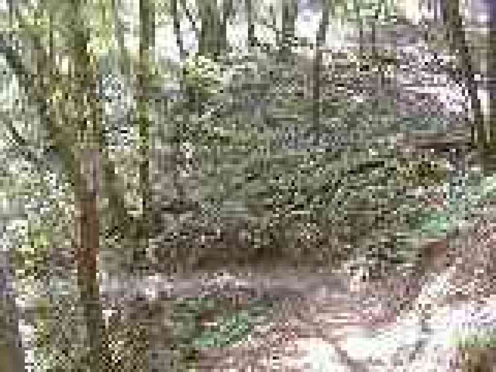 Lots of ferns