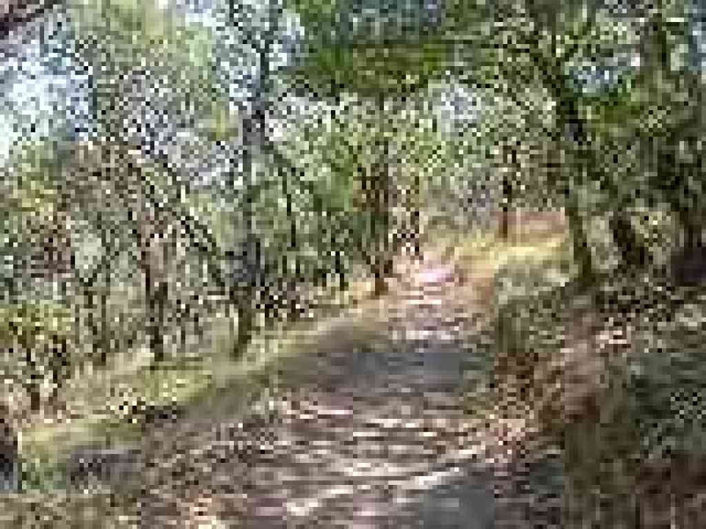 Loop Trail
