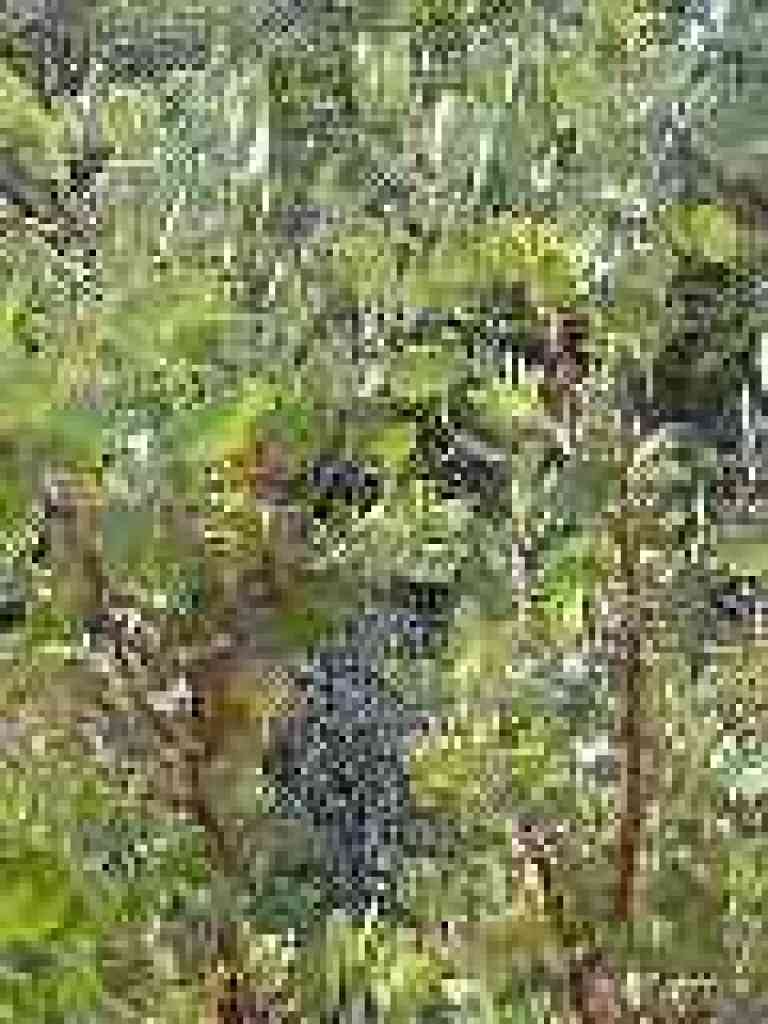 Manzanita