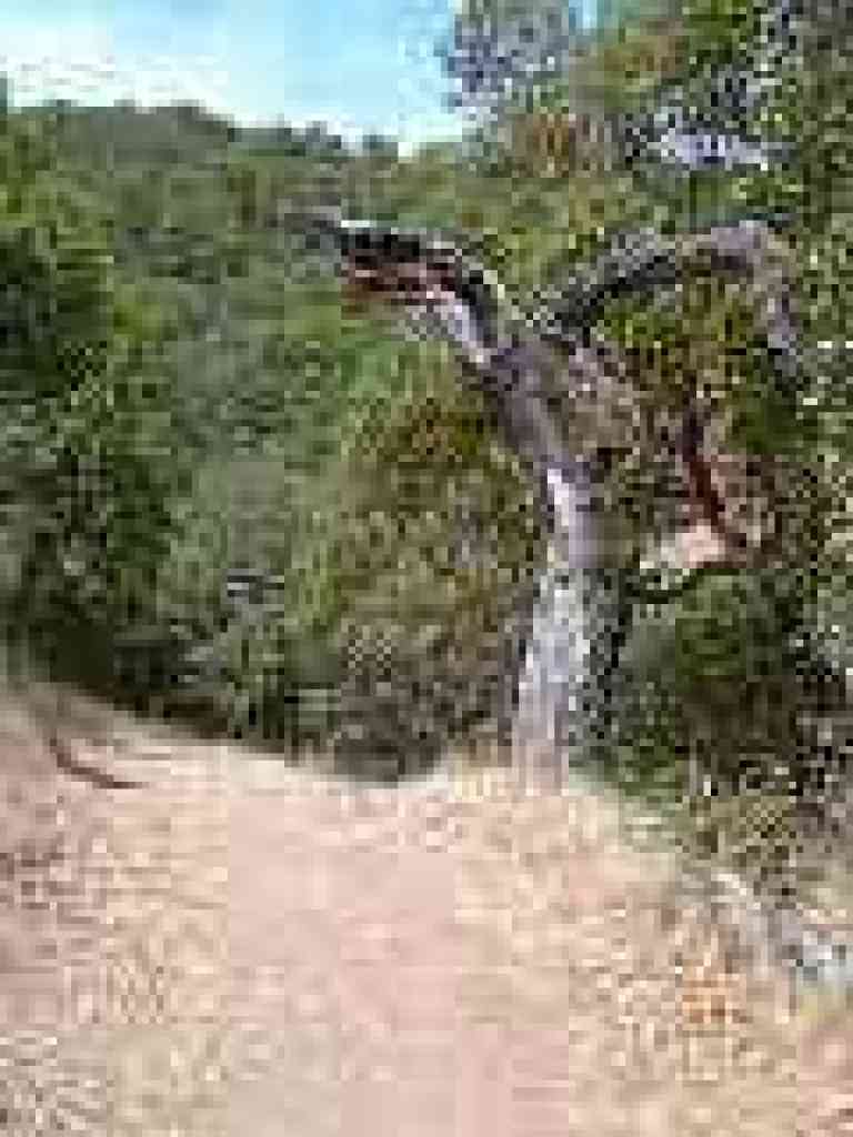 Old tree