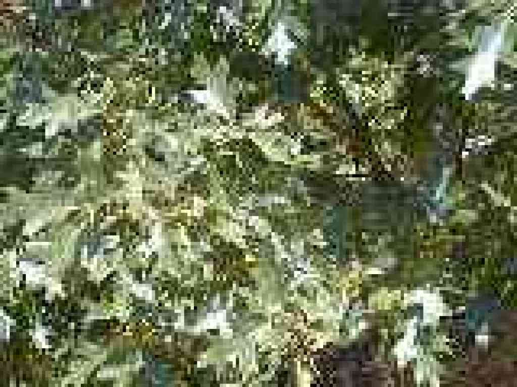 Black oak