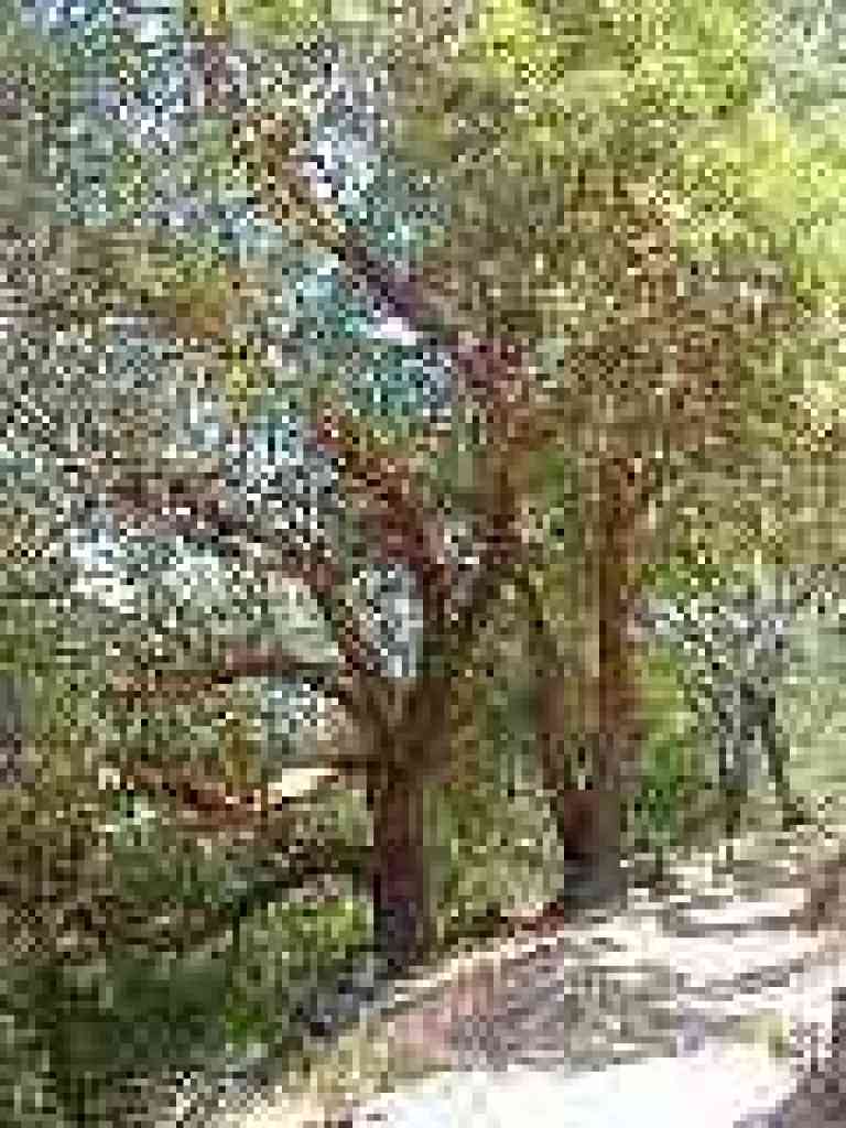 Madrone