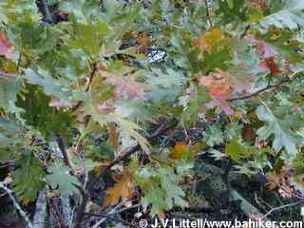 Black oak