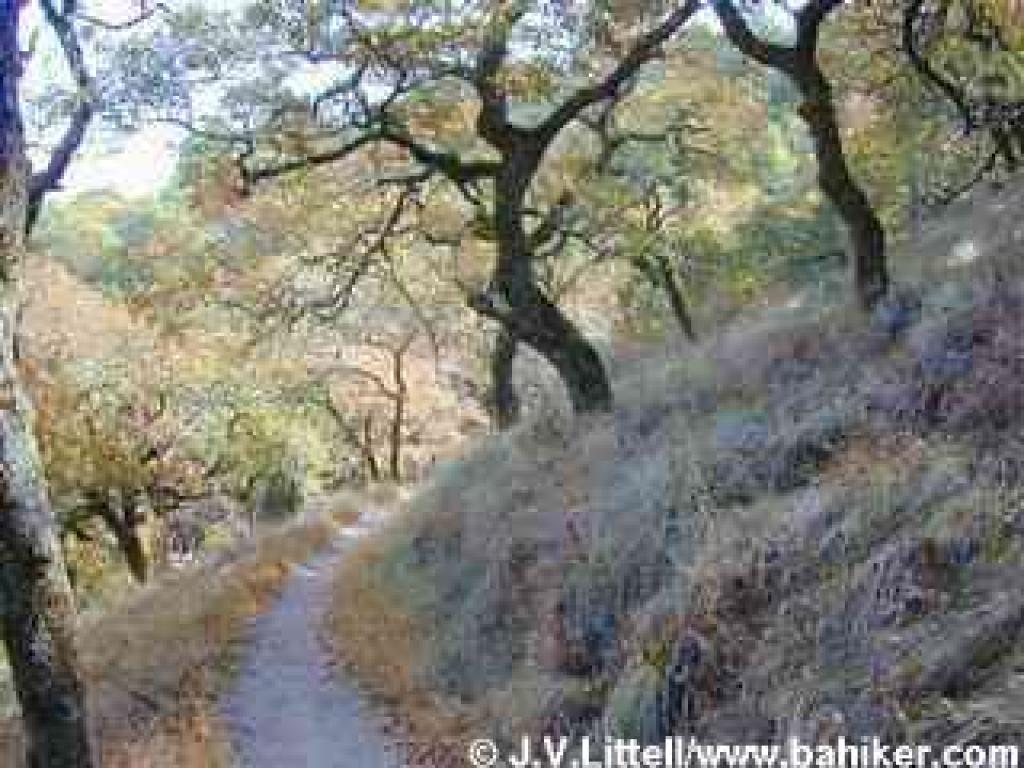 Loop Trail