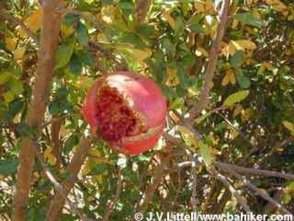Pomegranate