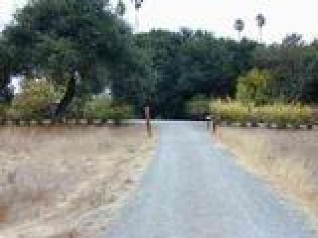 Heading toward the pomegranate hedge