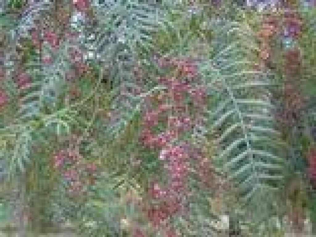 Peppertree