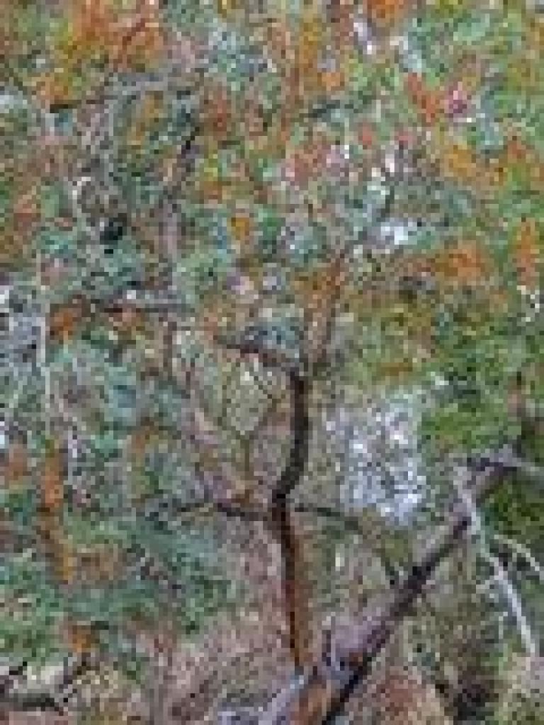 Madrone