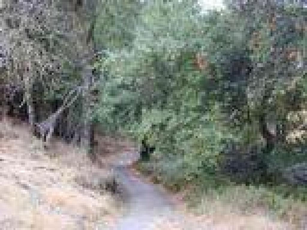 Entering the woods