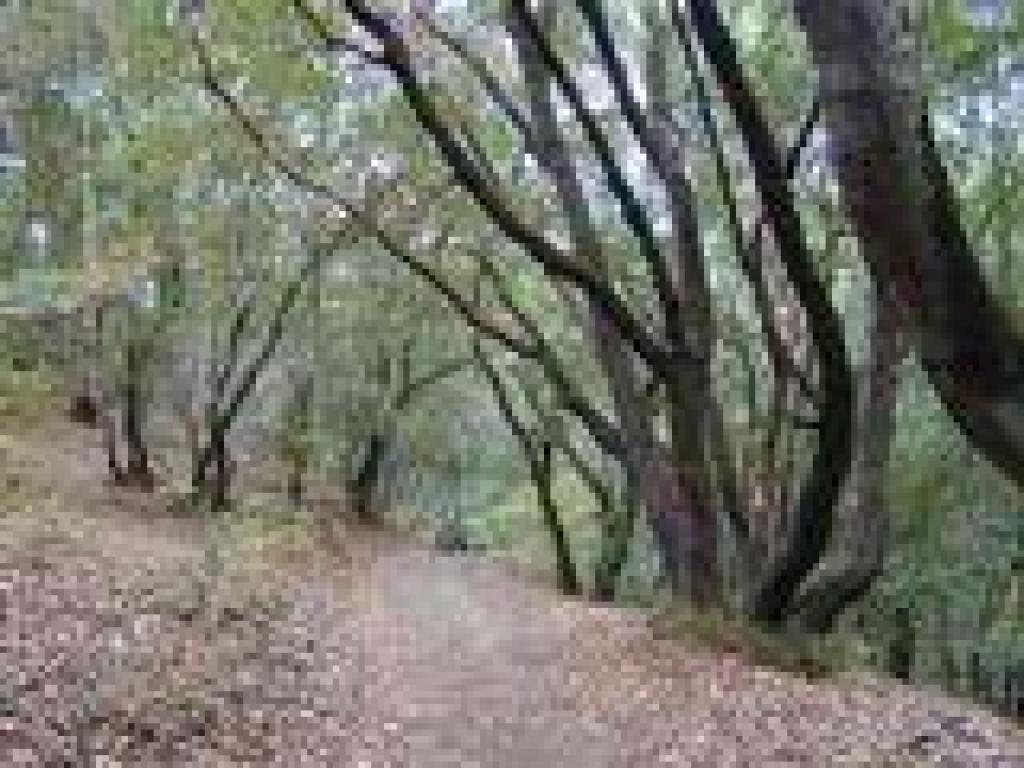 Madrones and California bays line the trail