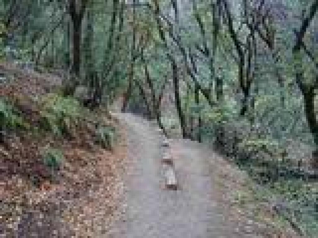 Trail splits