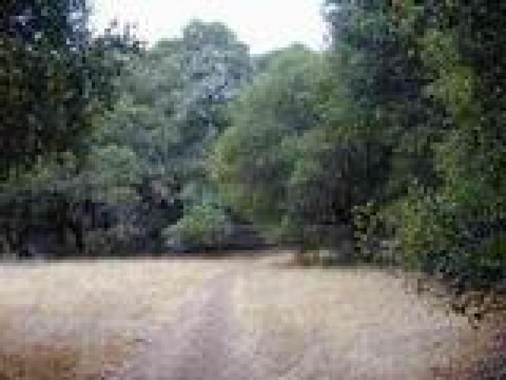 Small grassy patch