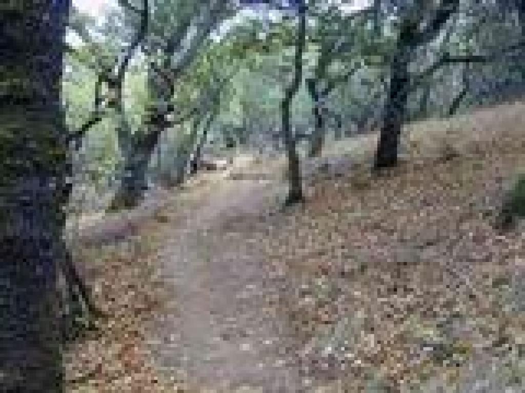 Vegetation shifts