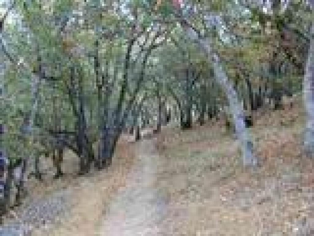 Loop Trail