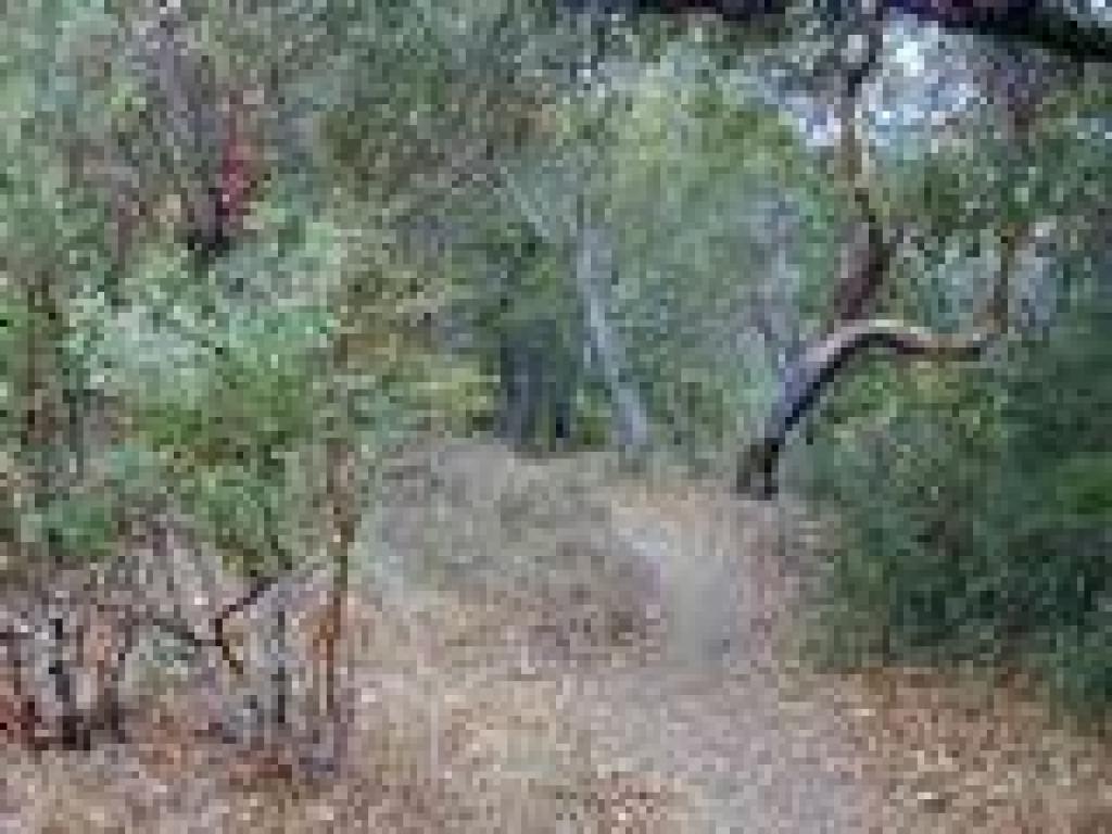 Junction with path to stone wall